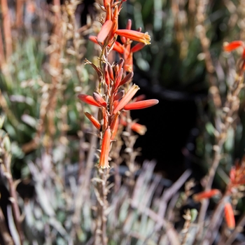 Aloe 'Blue Elf' 