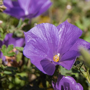 Alyogyne huegelli