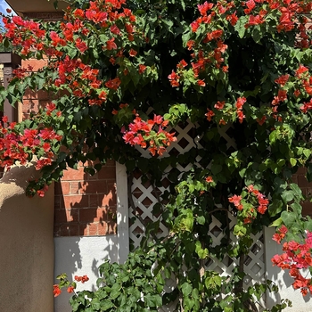 Bougainvillea 'Torch Glow' 