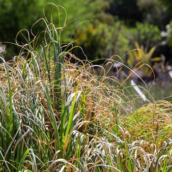 Cortaderia selloana