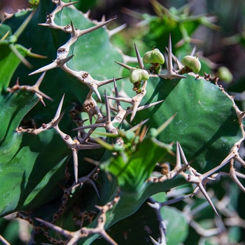 Euphorbia grandicornis