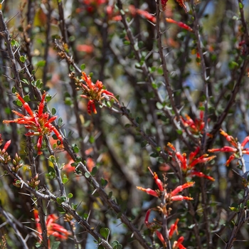 Fouquieria macdougalii