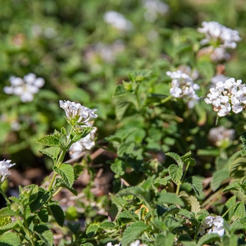 Lantana sellowiana 'Trailing Lavender' 