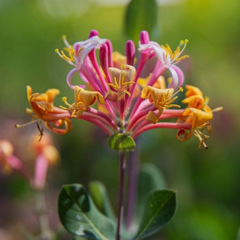 Lonicera x americana 'Pam's Pink' 