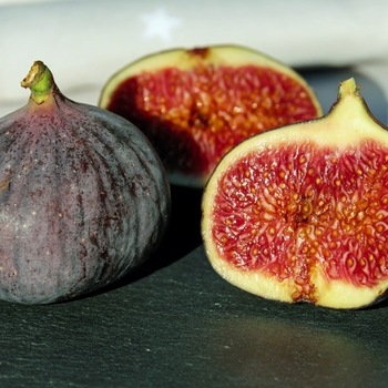 Ficus carica