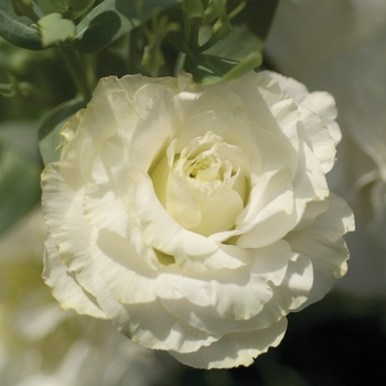 Eustoma grandiflorum 'Purple' 