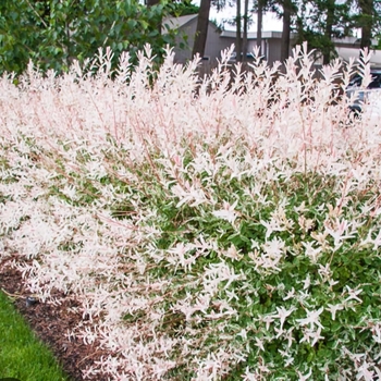 Salix integra 'Hakuro-Nishiki' 