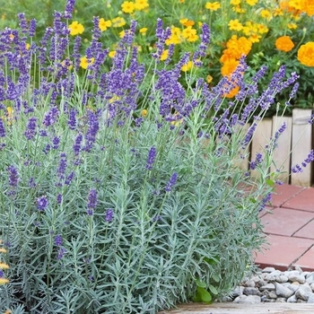 Lavandula x intermedia