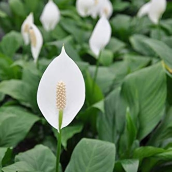 Spathiphyllum 'Multiple Varieties' 