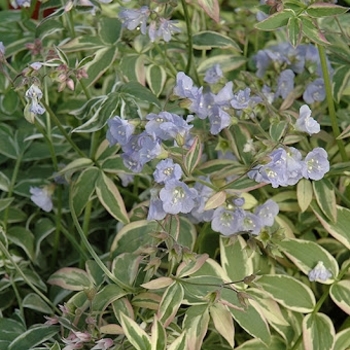 Polemonium reptans 'Touch of Class' 