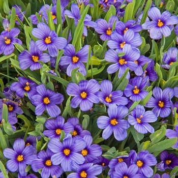 Sisyrinchium 'Moody Blues' 