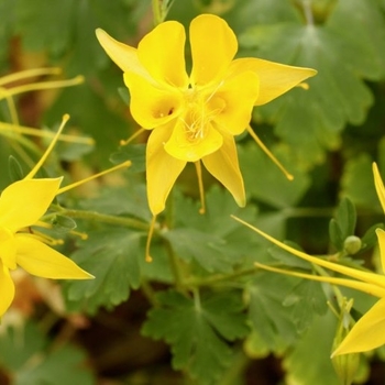 Aquilegia canadensis 'Texas Gold' 