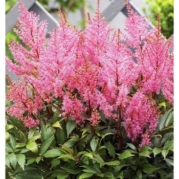 Astilbe x arendsii 'Smile At Me' 