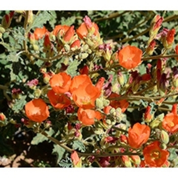 Sphaeralcea ambigua