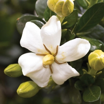 Gardenia jasminoides 'MAGDA 1' MAGDA 1