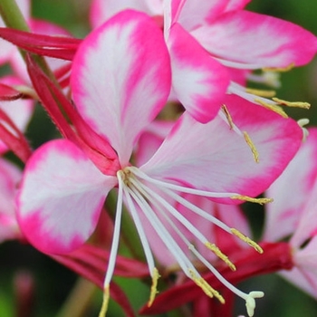 Gaura lindheimeri 'Rosy Jane' PP22290