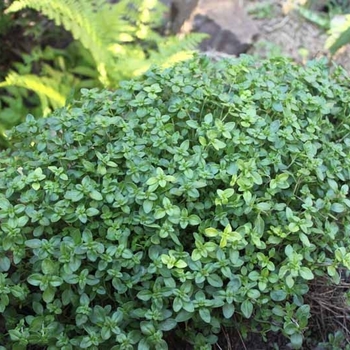 Thymus longicaulis