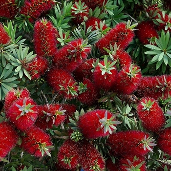 Callistemon viminalis 'LJ1' PP27331