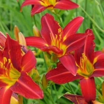Hemerocallis 'Ming Toy' 