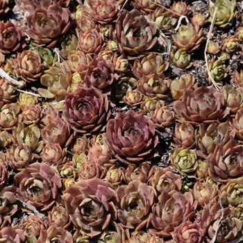 Sempervivum 'Purple Beauty' 