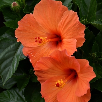 Hibiscus rosa-sinensis 'Orange Sunset' 