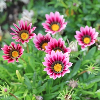Gazania 'Christopher Lloyd'