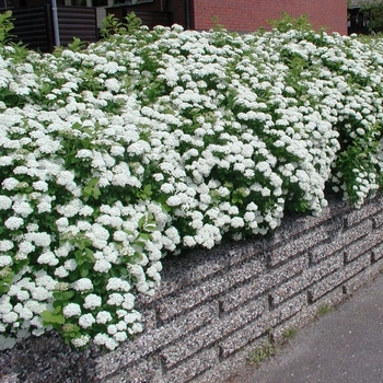 Spiraea betulifolia 'Tor' 