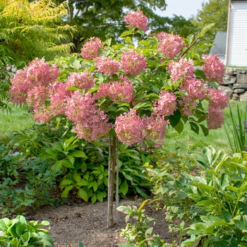 Hydrangea paniculata 'Phantom' 