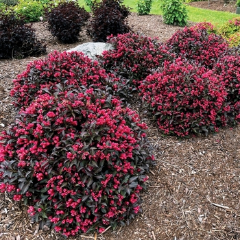 Weigela 'Electric Love®' 