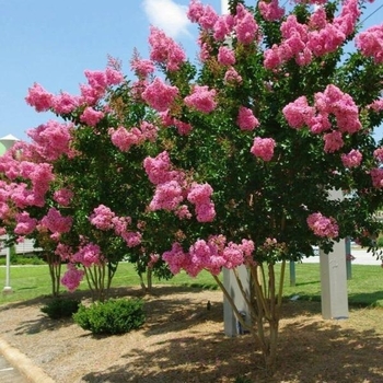 Lagerstroemia indica 'Whit III' PP10319
