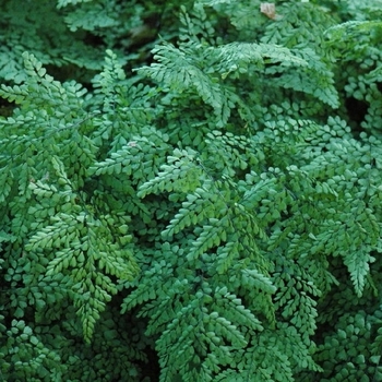 Adiantum venustum