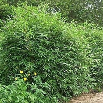 Bambusa multiplex 'Fernleaf' 