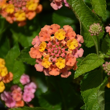 Lantana 'Sunset' 