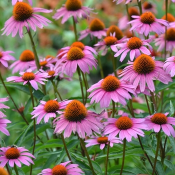 Echinacea purpurea 'Magnus Superior' 