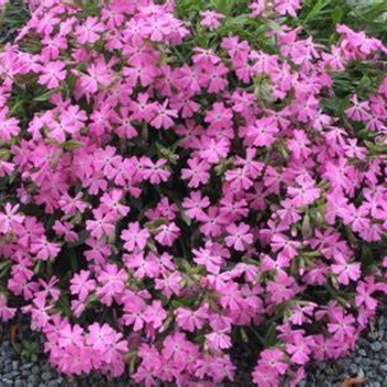 Silene caroliniana var. wherryi 'Short and Sweet' 