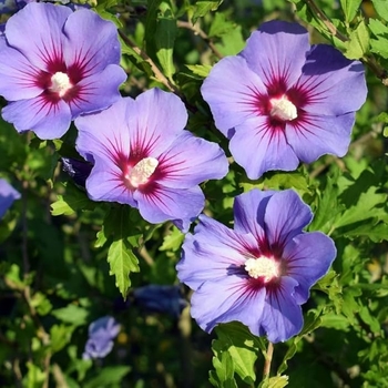 Hibiscus syriacus 'Tricolor' 