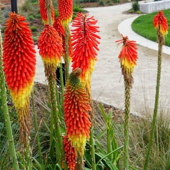 Kniphofia uvaria