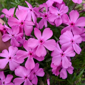Phlox subulata 'Drummond's Pink' 
