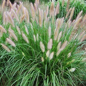 Pennisetum alopecuroides 'Etouffee™' 