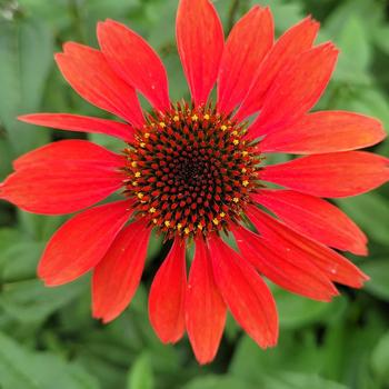 Echinacea 'Panama™ Red' 