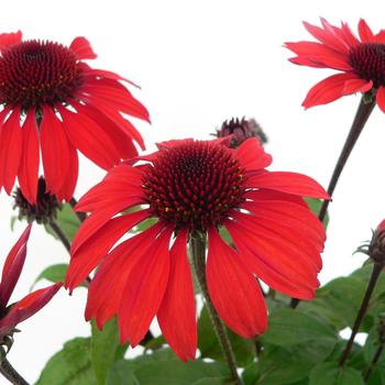 Echinacea 'Panama™ Red' (299377)