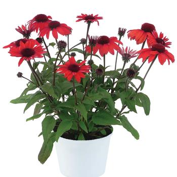 Echinacea 'Panama™ Red' (299378)