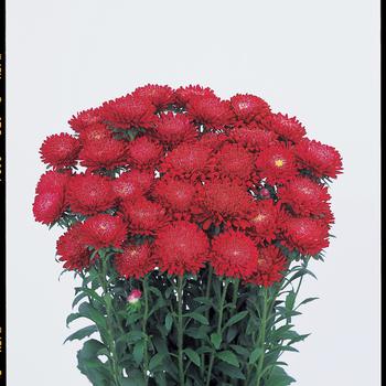 Callistephus chinensis 'Bonita Scarlet'