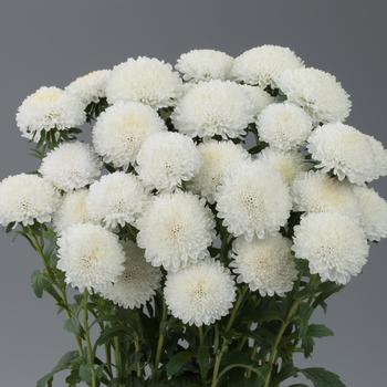 Callistephus chinensis 'Bonita White'