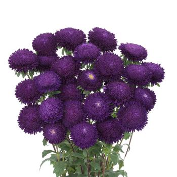 Callistephus chinensis 'Bonita Blue'
