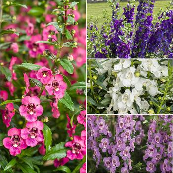 Angelonia 