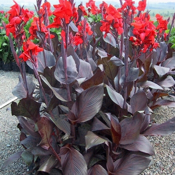Canna indica 'Lon01' 