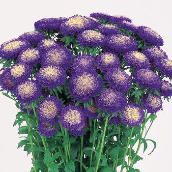 Callistephus chinensis 'Bonita Light Blue'