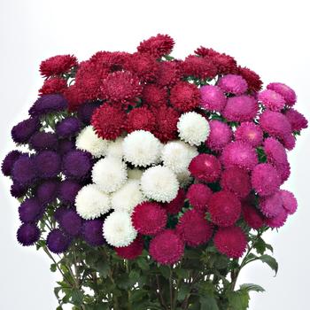 Callistephus chinensis 'Bonita Mix'