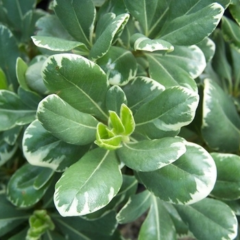 Pittosporum crassifolium 'Variegatum' 